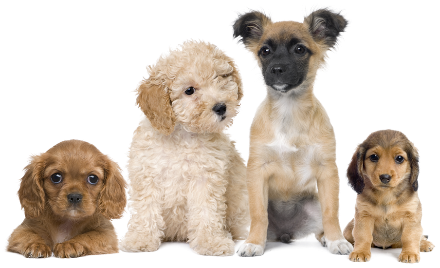 Foto de pets