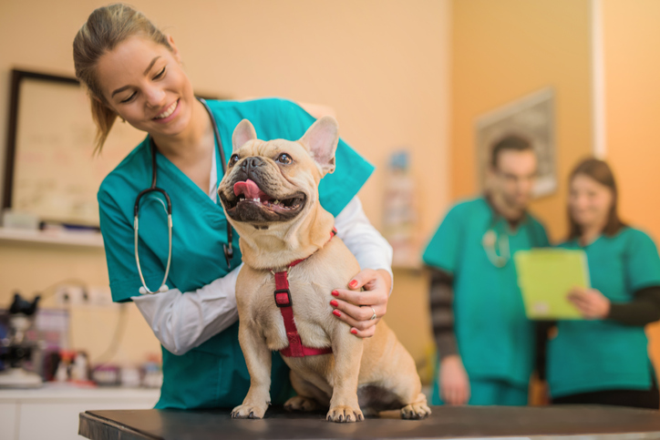 Veterinária com cachorro